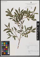 Foto von Salix L.